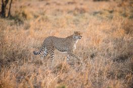 Wildlife-30