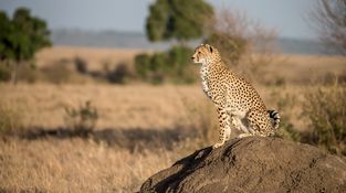 Wildlife-31