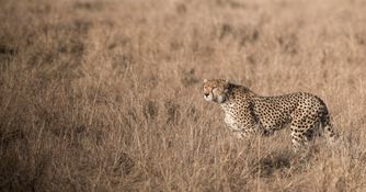 Wildlife-32
