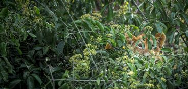 Wildlife-33
