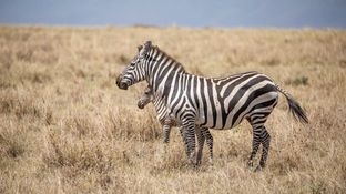 Wildlife-39