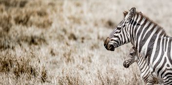 Wildlife-40