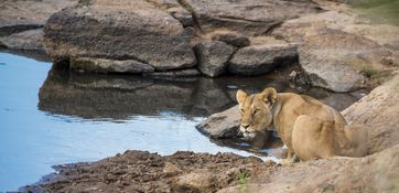 Wildlife-42