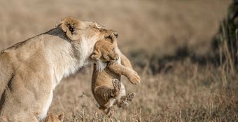 Wildlife-46