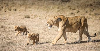 Wildlife-49