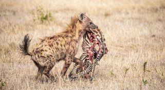 Wildlife-50