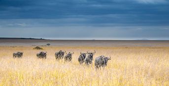 Wildlife-51