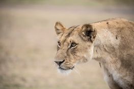 Wildlife-52