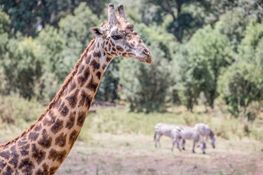 Wildlife-53