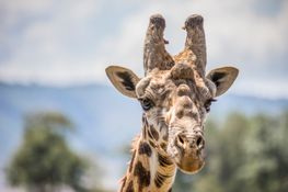 Wildlife-54