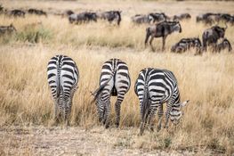 Wildlife-57