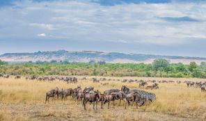 Wildlife-58