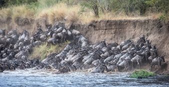 Wildlife-62