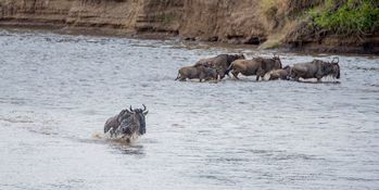Wildlife-63