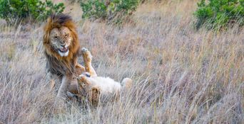 Wildlife-65