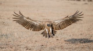 Wildlife-66
