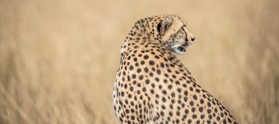 Wildlife-67
