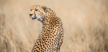 Wildlife-68