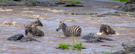 Wildlife-72