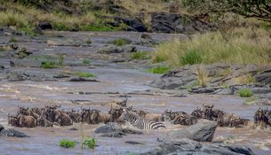 Wildlife-74