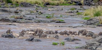 Wildlife-75