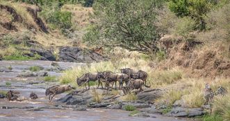 Wildlife-77
