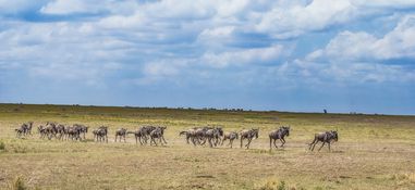 Wildlife-79