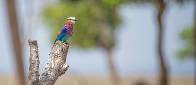 Wildlife-80