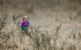 Wildlife-81