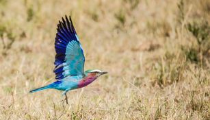 Wildlife-82