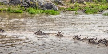 Wildlife-83