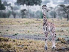 Wildlife-85