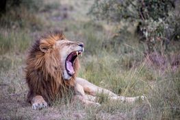 Wildlife-87