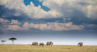 Wildlife-88