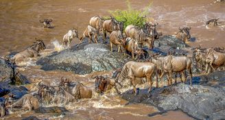 Wildlife-92
