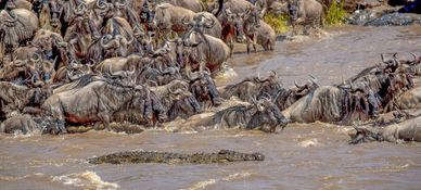 Wildlife-95