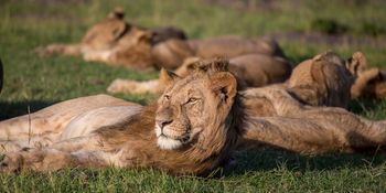 Wildlife