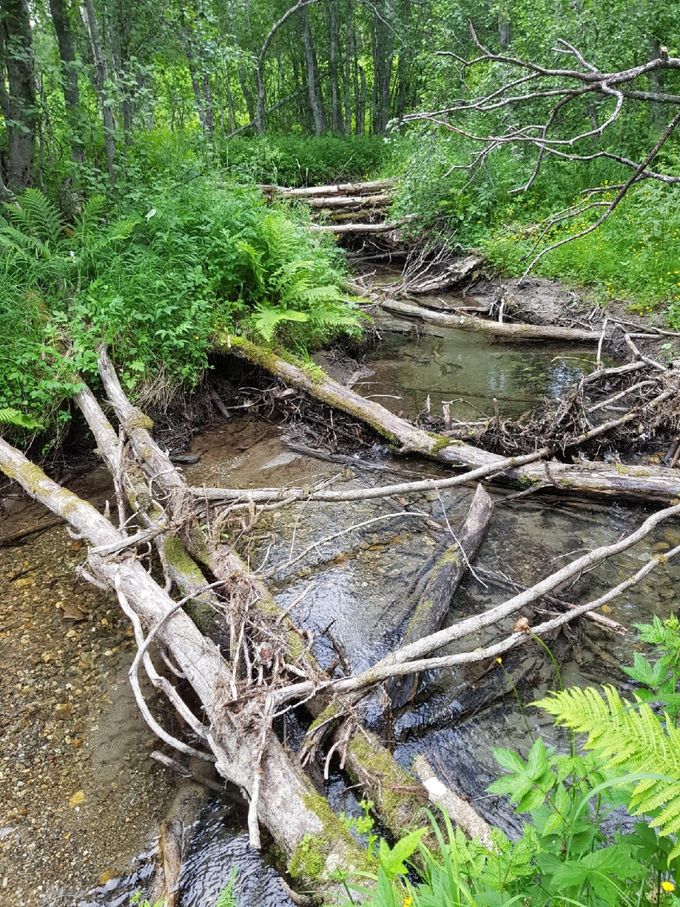 Før rydding av nedfalls skog langs Tverrelva. 