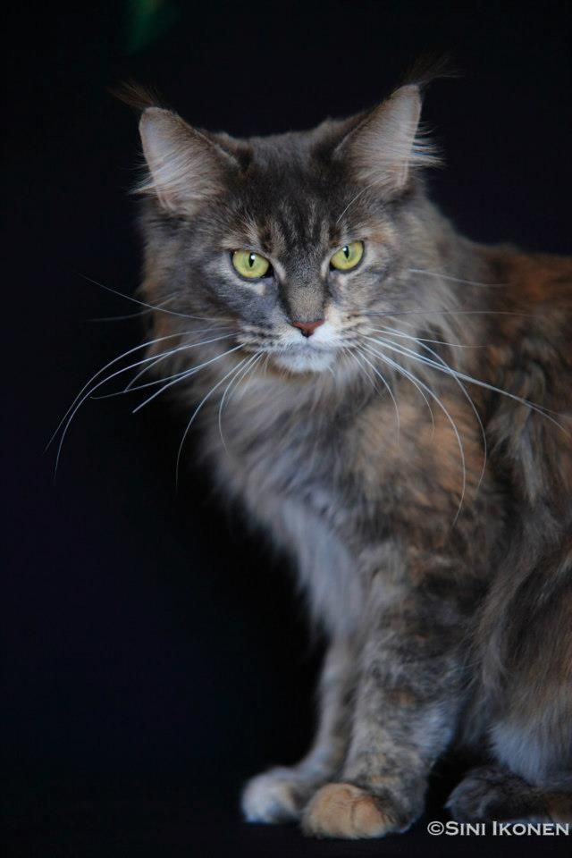 RotCat Fumiko  OM Hissu Toivonen 24.10.2010- 31.08.2018 RIP ?