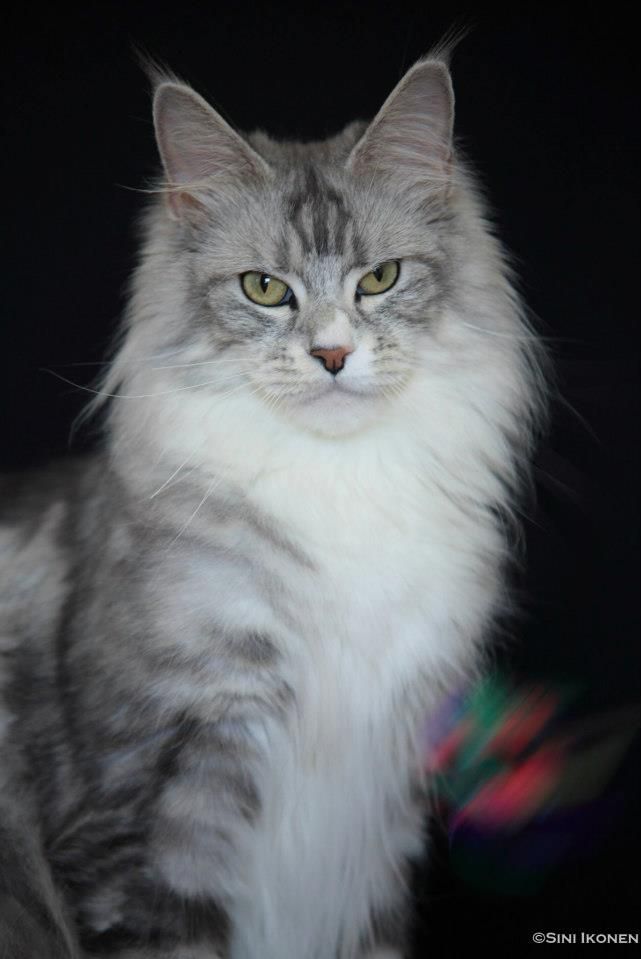 RotCat Didi OM. Samu Saari RIP 02.07.2009-09.02.2022 Kasvain