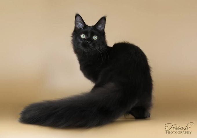 RotCat Lilith OM: Satu Olkkonen