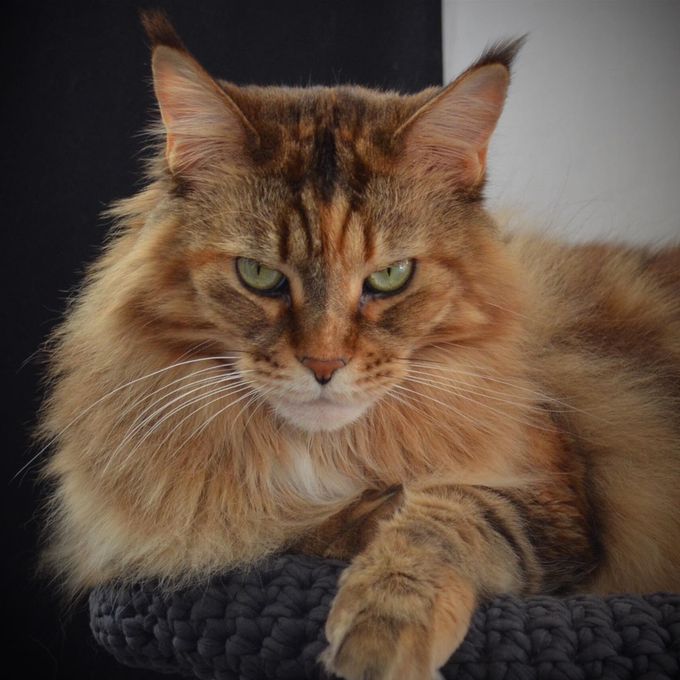 RotCat Nicita OM Niina Mäkinen. Kuva Niina Mäkinen