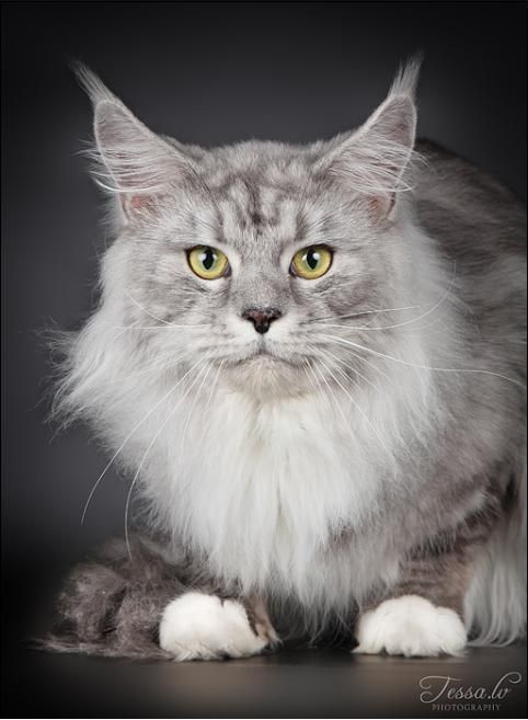 PR CH RotCat Chibbo OM Outi Rask RIP 02.11.2008- 24.05.2017 Veritulppa