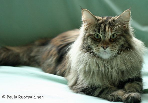 Pikkumetsän Coon-Sacher RIP 24.09.2008- 10.2.2011 Polyyppi niin pahassa paikassa että ei ollut vaihtoehtoa kuin päästää tyttö paremmille laitumille. Suttuaa ei käytetty jalostukseen.