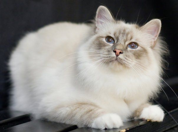 CH FIN*Rotcat Alexander OM. Sini Asikainen. Kuva Heikki Siltala