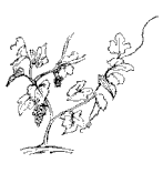V was once a little vine