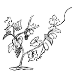 Dwarf Vine of Zakynthos