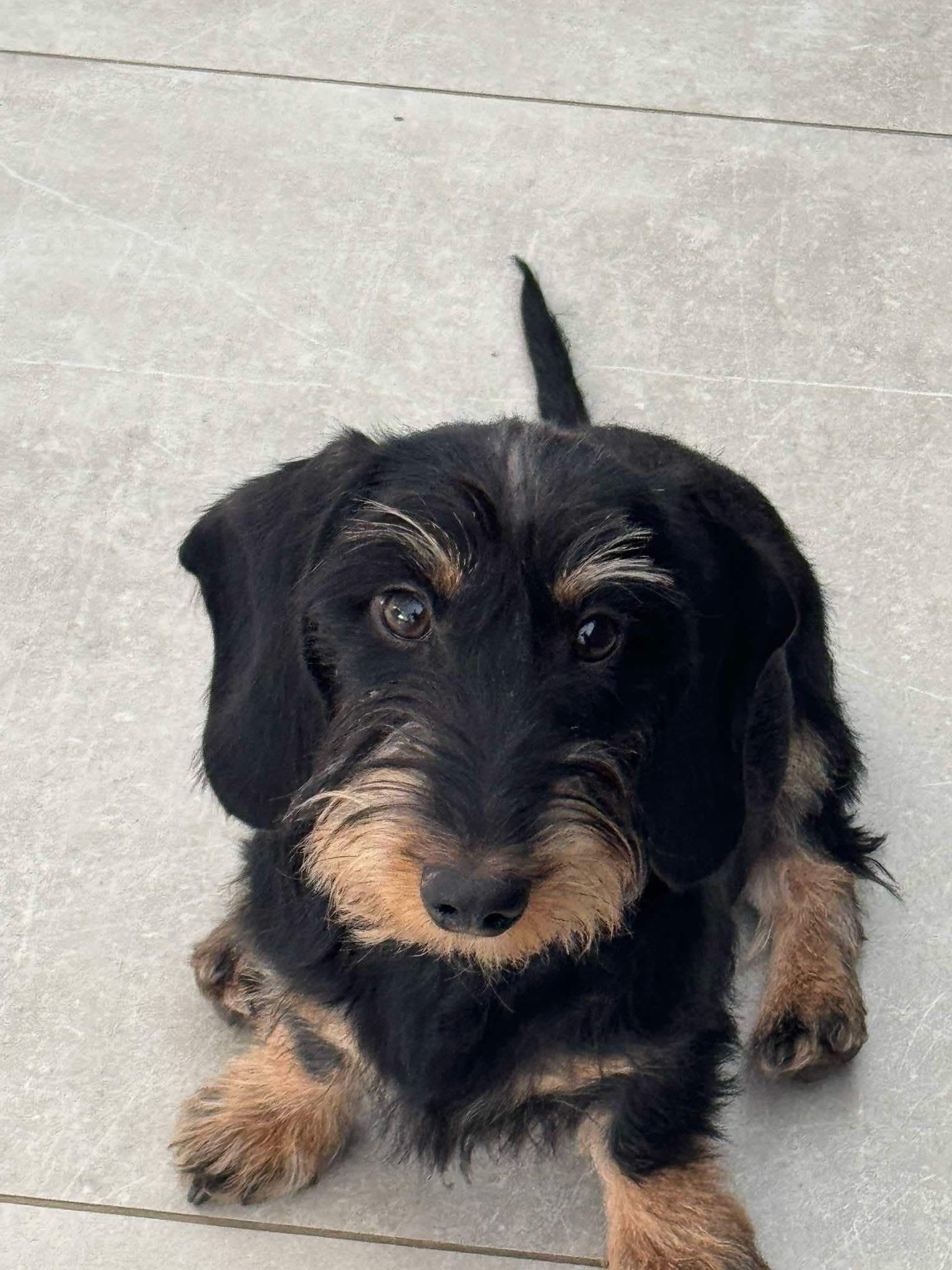 Black and tan Kaninchen