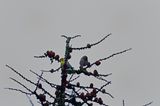 Eurasian siskin