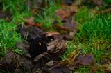 Common blackbird